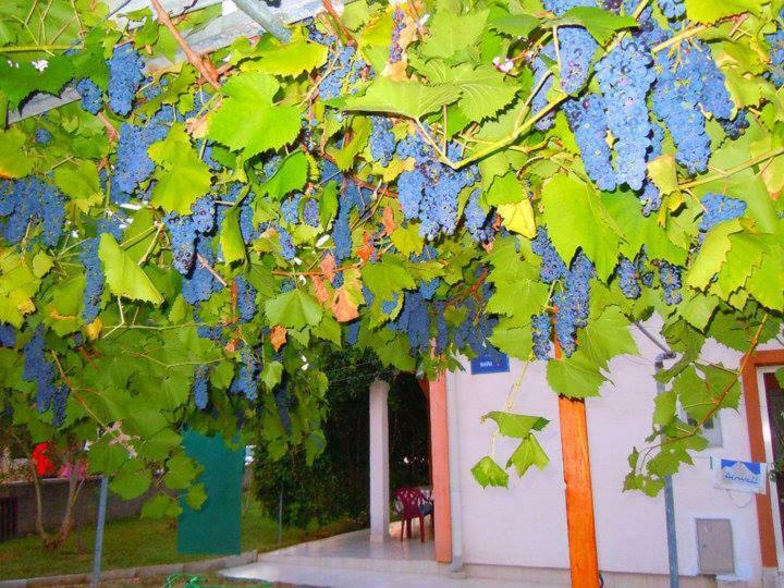 Apartment Marina Vir Ngoại thất bức ảnh
